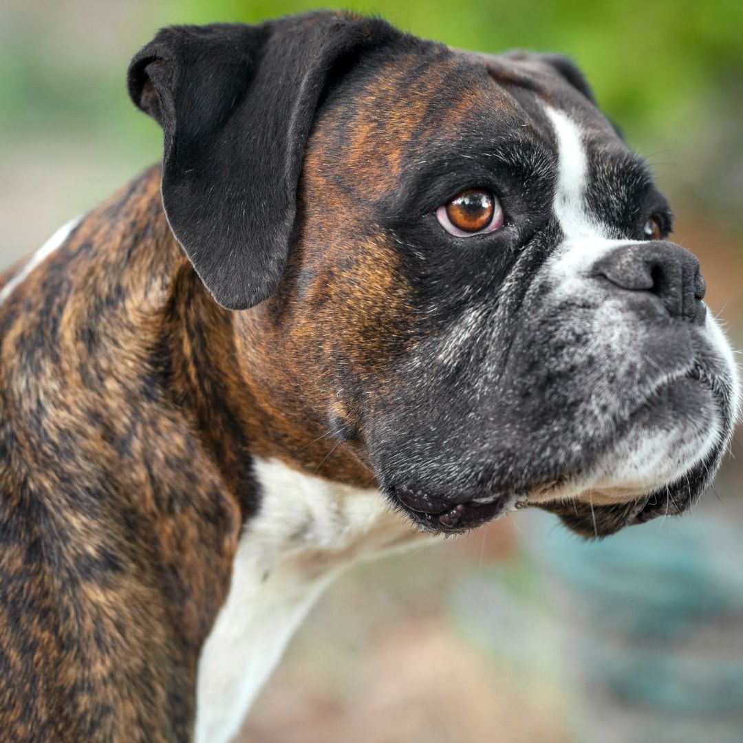 Sale brindle stripe dog Factory Sale