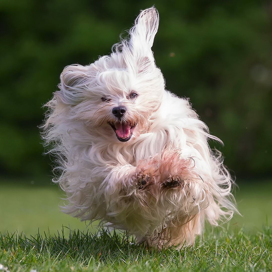 Havanese: Breed profile and information | PetsRadar, image size:1080x1080