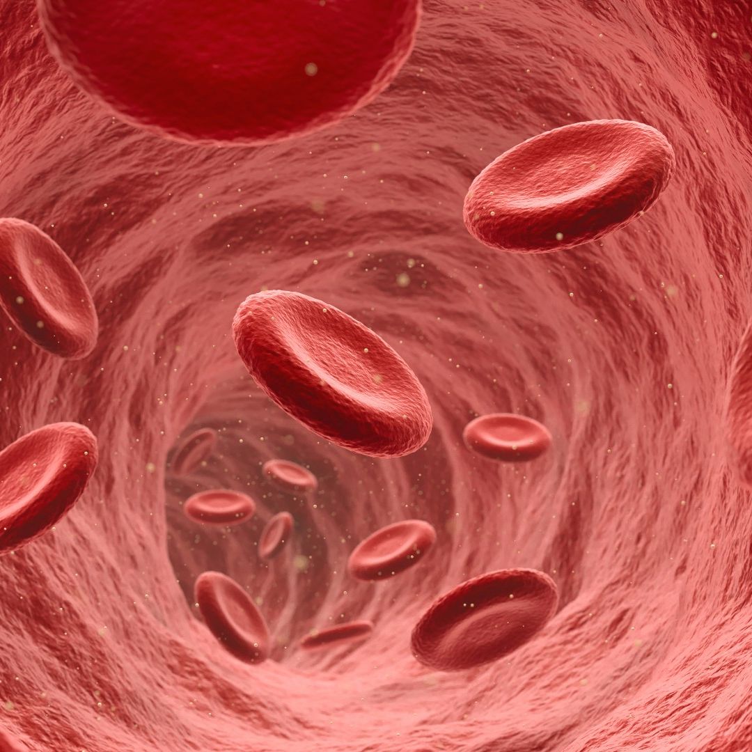 Oxygenated vs Deoxygenated Blood