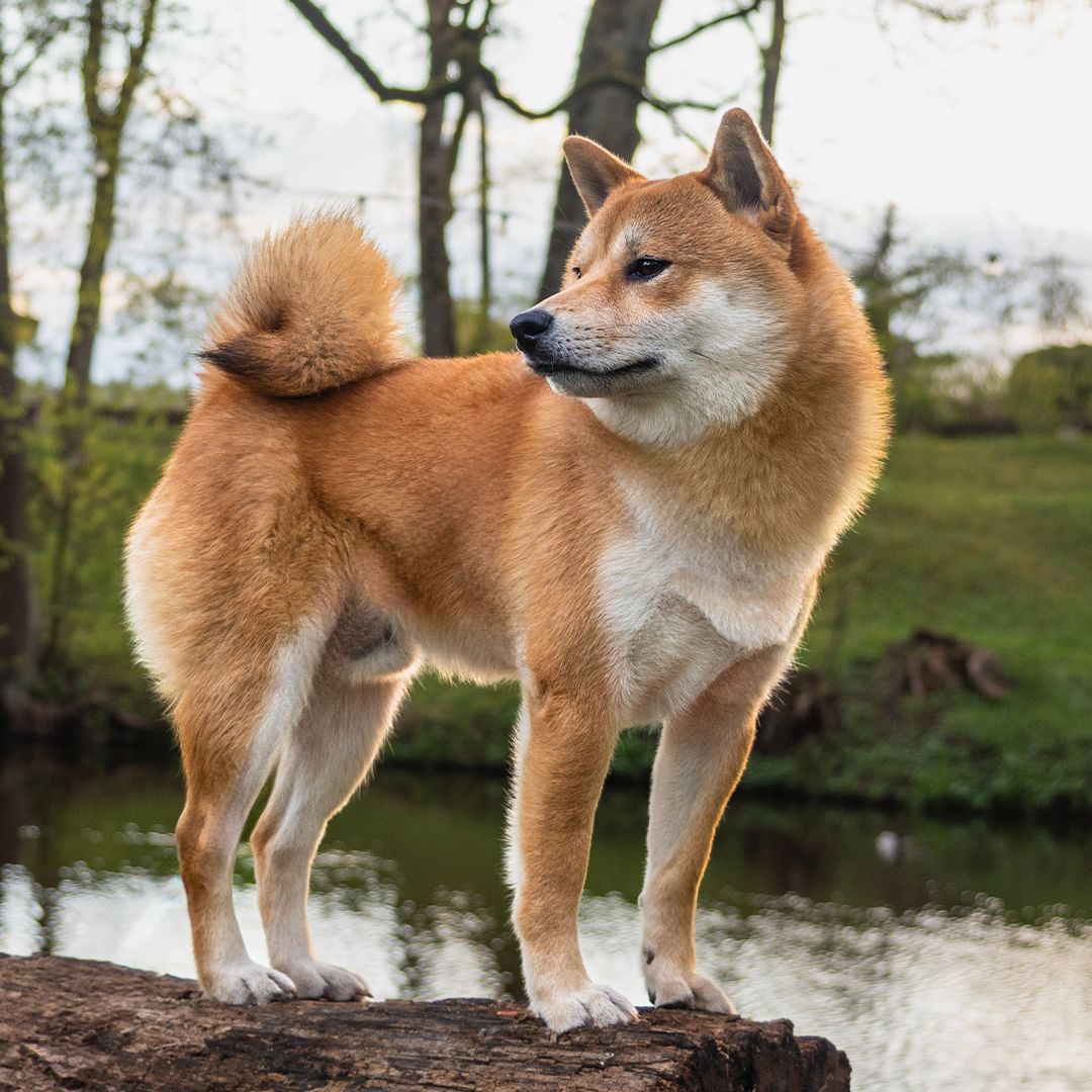犬心 JAPANESE DOGS 6 Authentic Japanese Dog Breeds: Cuteness from 犬心 JAPANESE DOGS 6 Authentic Japanese Dog Breeds: Cuteness from