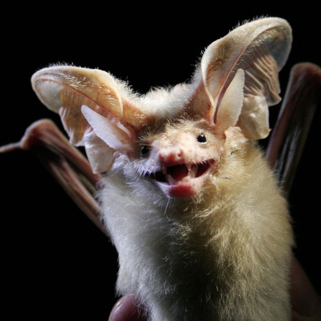 15 strange desert animals | Live Science, image size:1080x1080