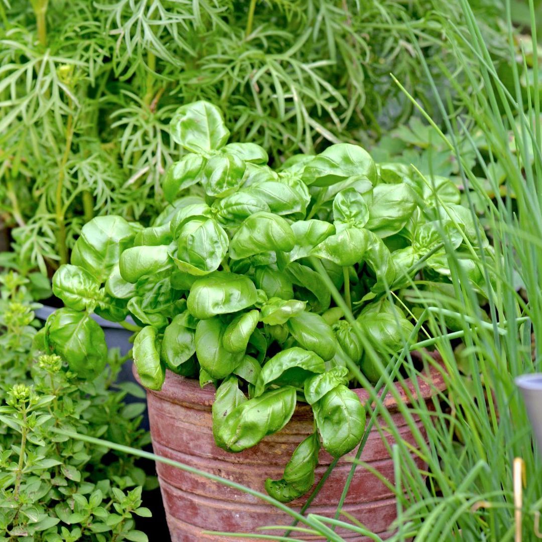 The best basil companion plants, plus the ones to avoid | Homes and Gardens