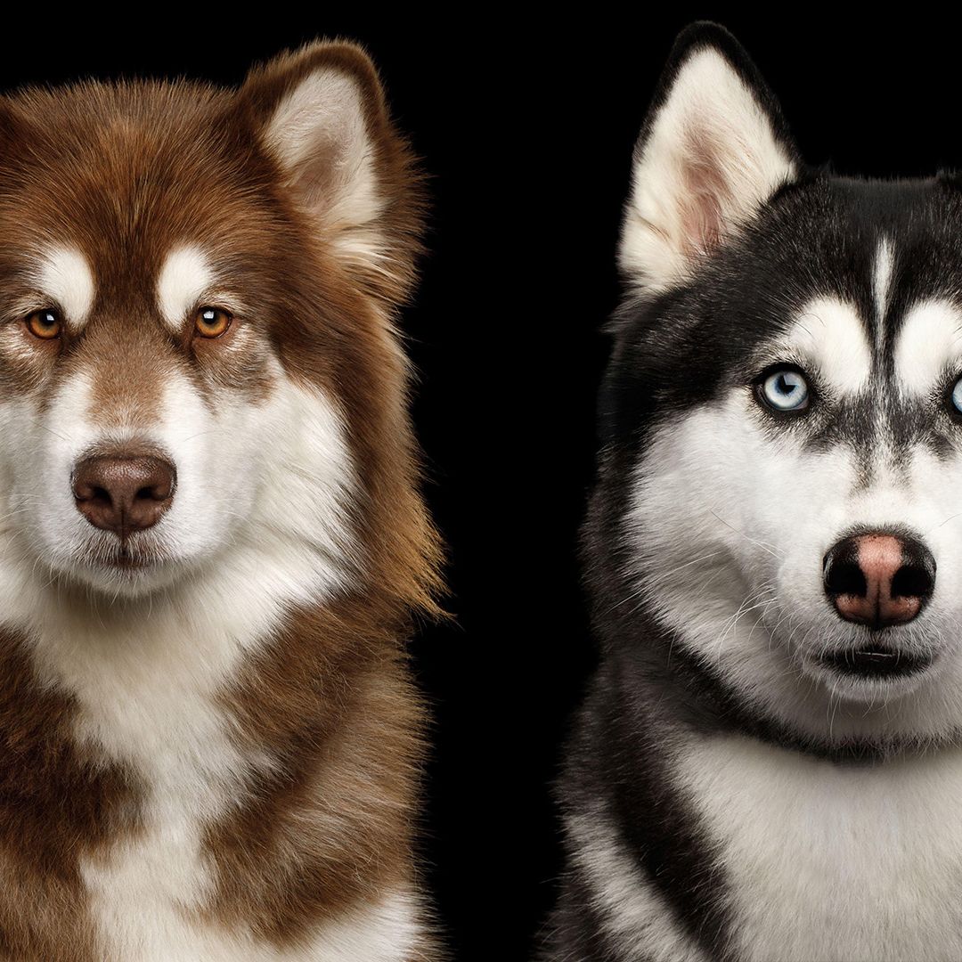 Siberian Husky vs. Alaskan Malamute: What's the difference? | PetsRadar, image size:1080x1080