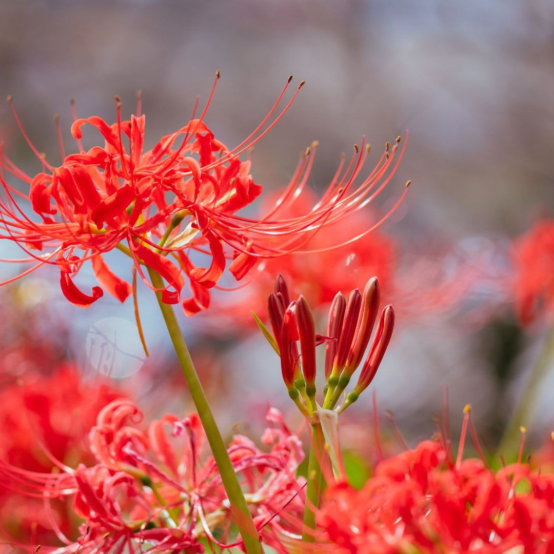 tiger lily seeds 20 COLUMBIAN TIGER LILY Oregon Lily Lilium Columbianum syn. Canadense  Parviflorum Orange Maroon Spotted Native Flower Seeds
