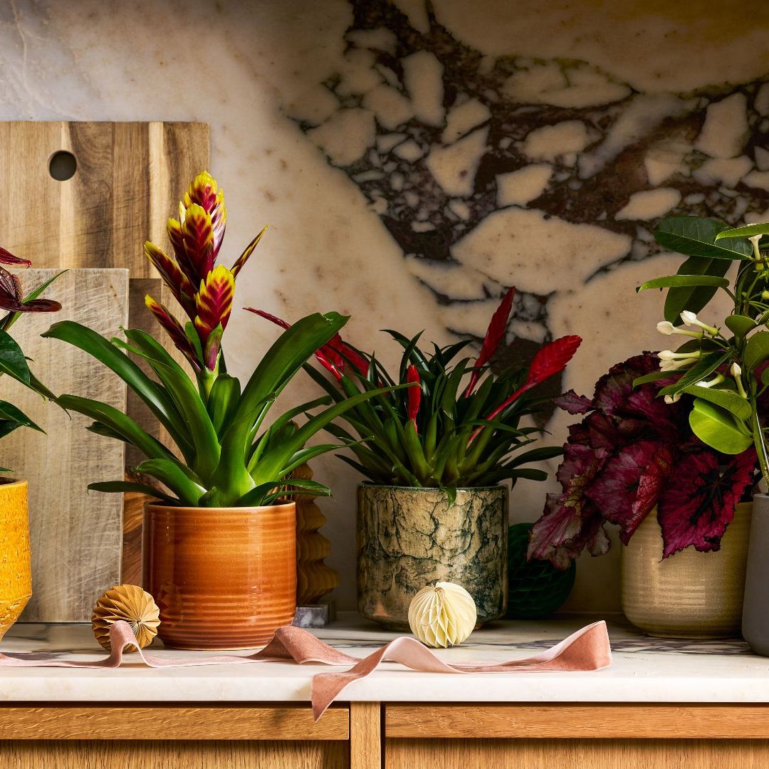 9 Christmas Plants for Gifts, and When to Start Growing Them | Livingetc
