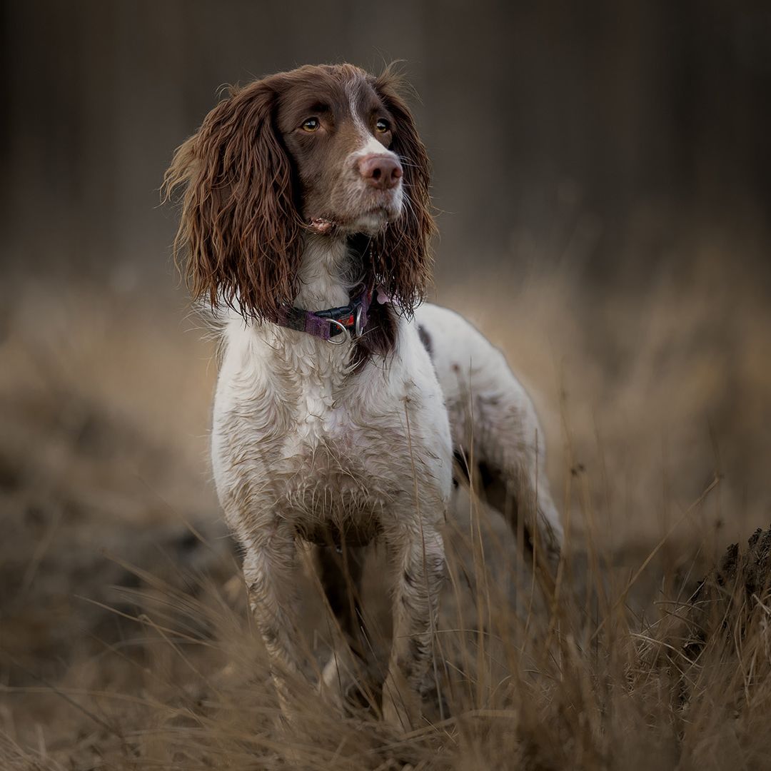 English Springer Spaniel: Breed profile | PetsRadar
