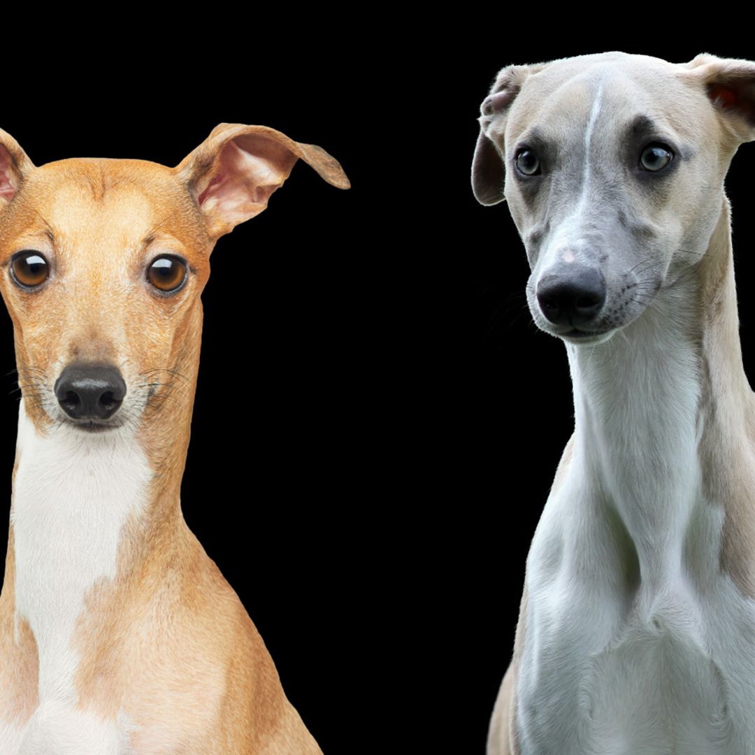 Teacup Miniature Italian Greyhound