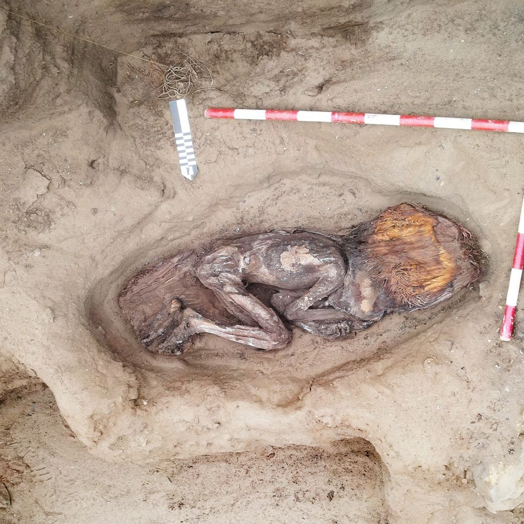 5,000-year-old burial of elite woman with inlaid toucan's beak found in  Peru | Live Science