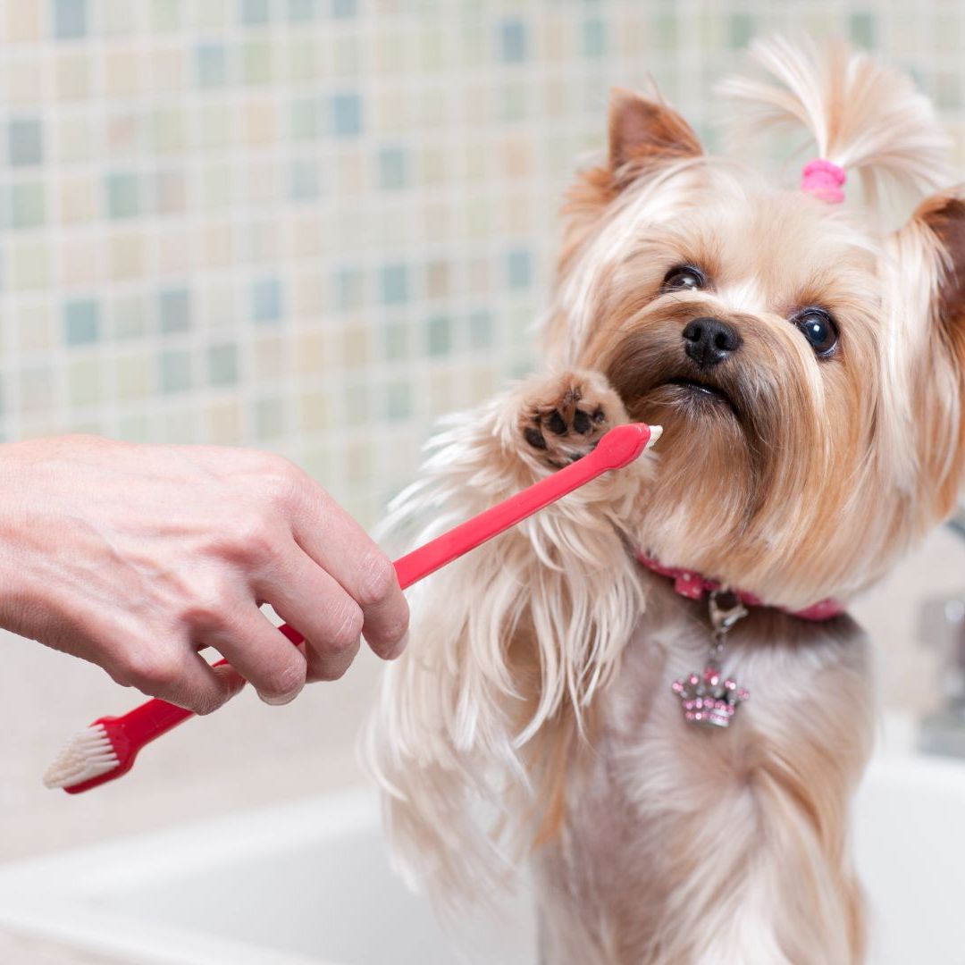 how to brush a dog's teeth without dog toothpaste