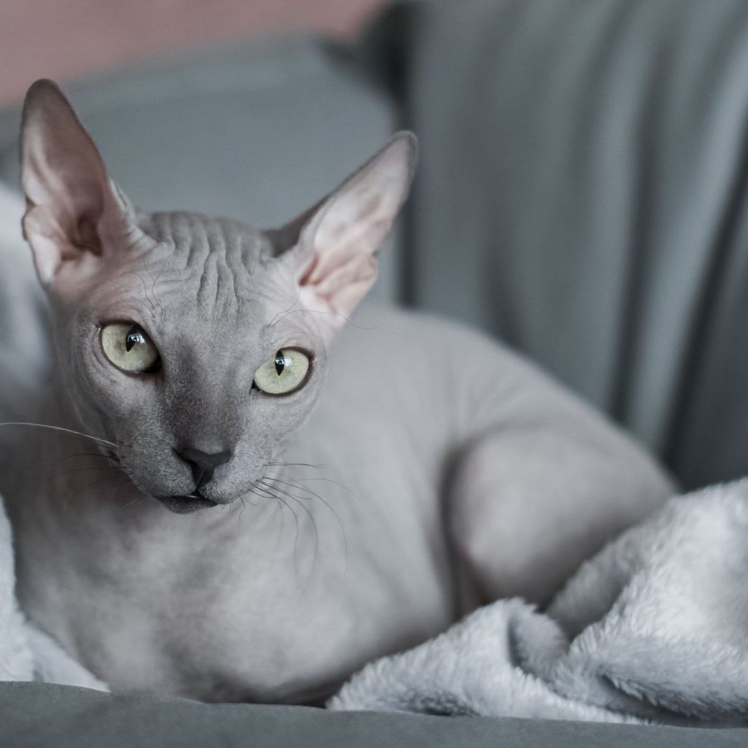 Sphynx cat: Breed profile and information | PetsRadar