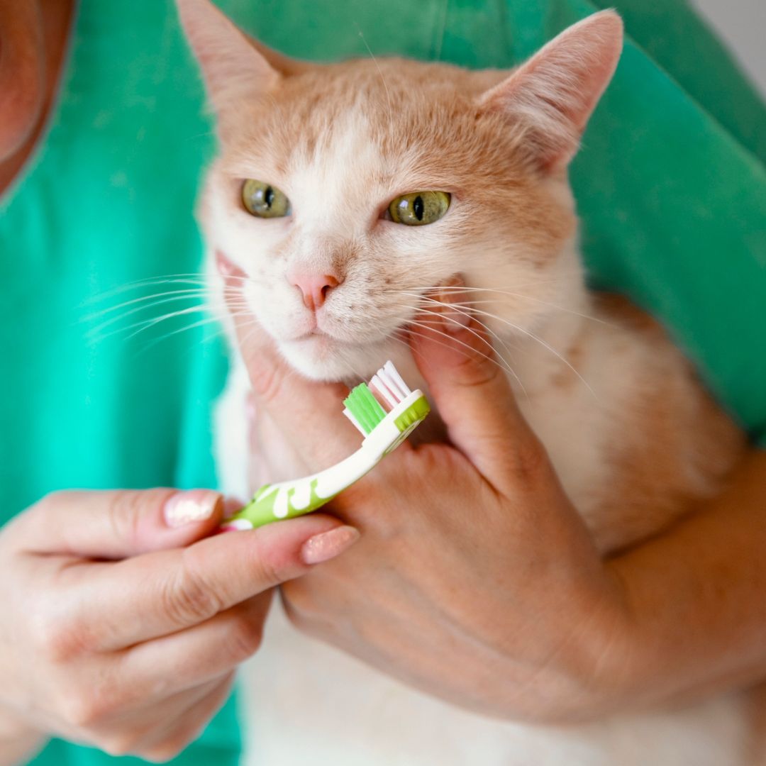 Do You Have to Brush Cats Teeth: Essential Pet Care Tips