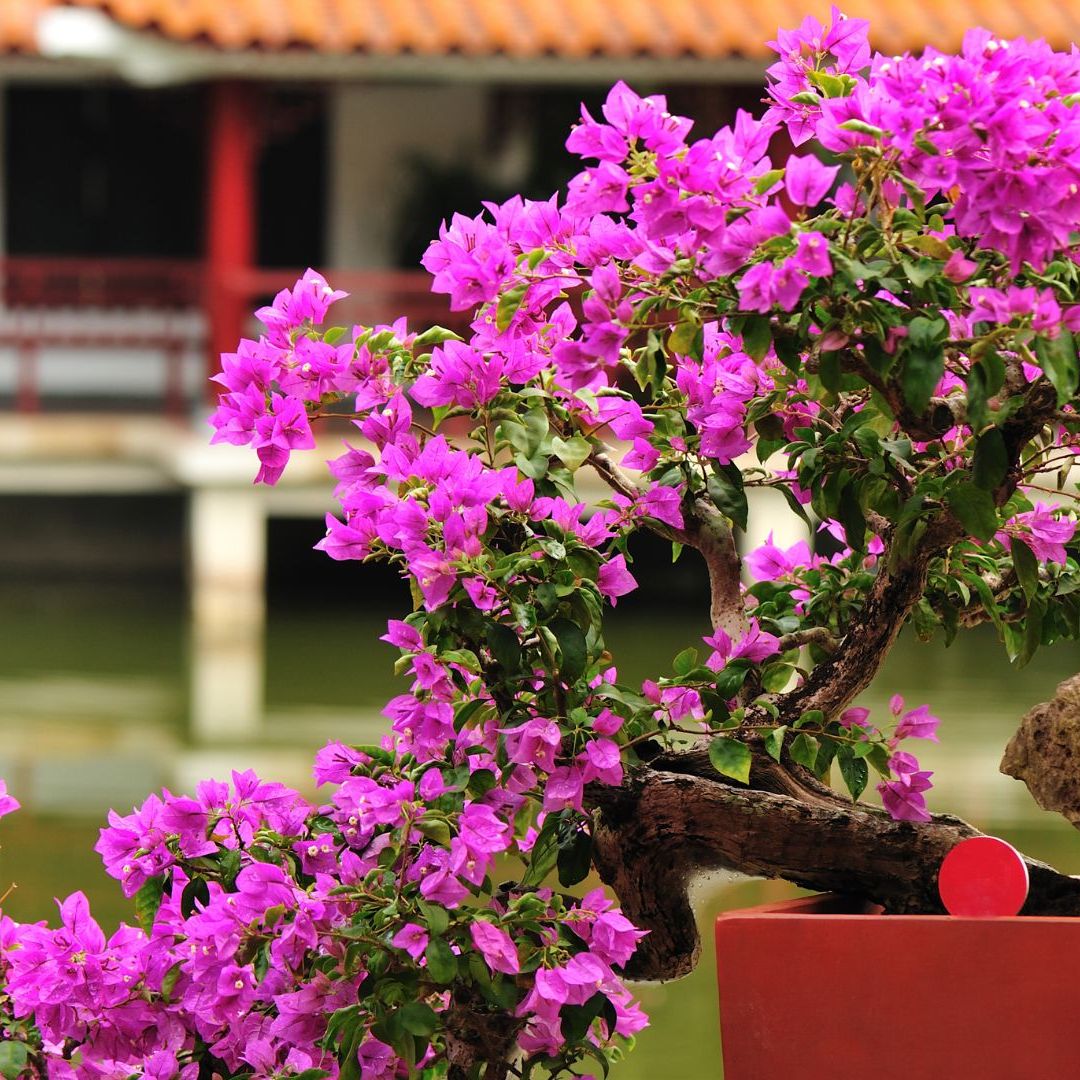 Bougainvillea Bonsai Trees Are Unforgettably Beautiful and They've Become  The Latest Garden Trend | Livingetc
