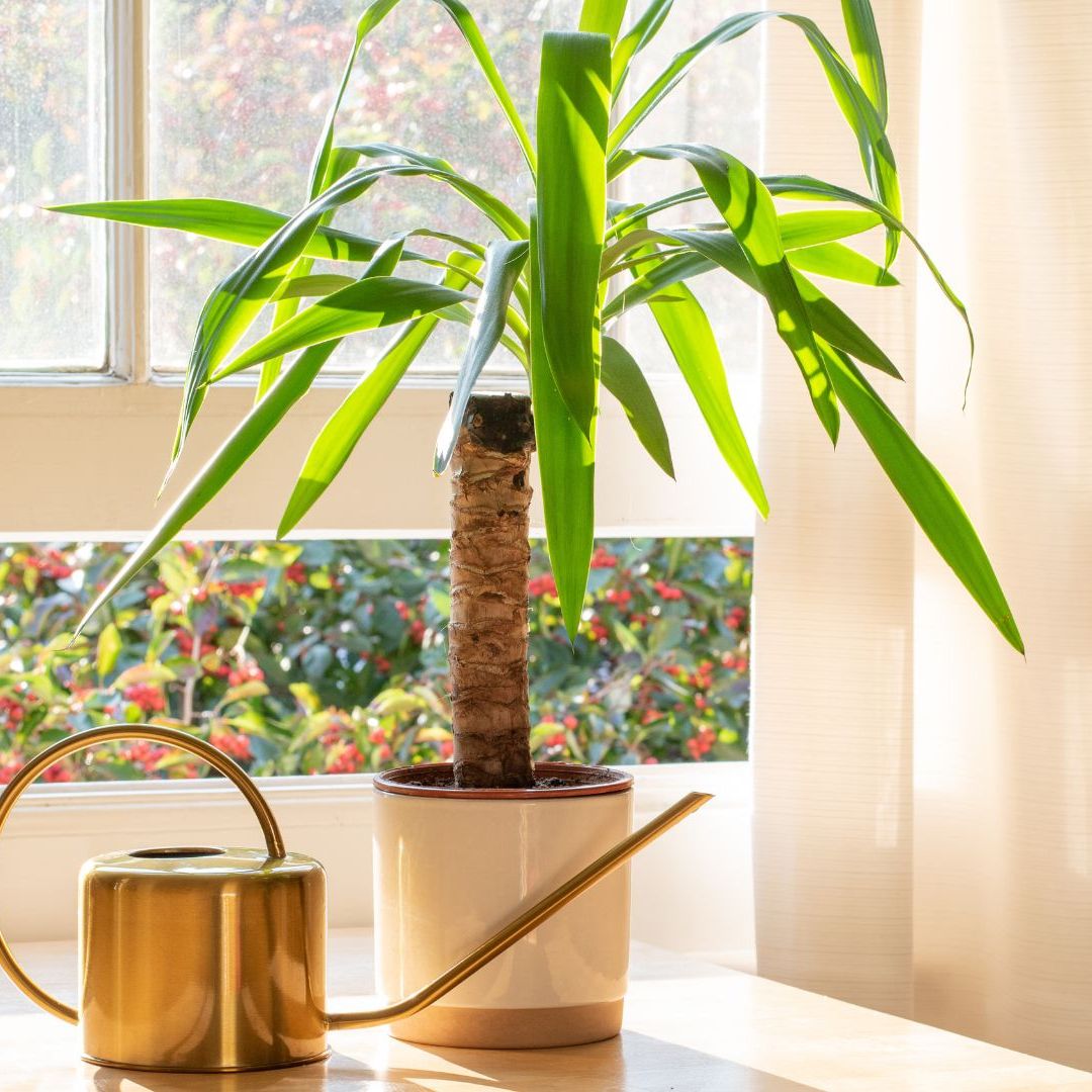 How to care for a yucca plant: an expert guide | Woman & Home