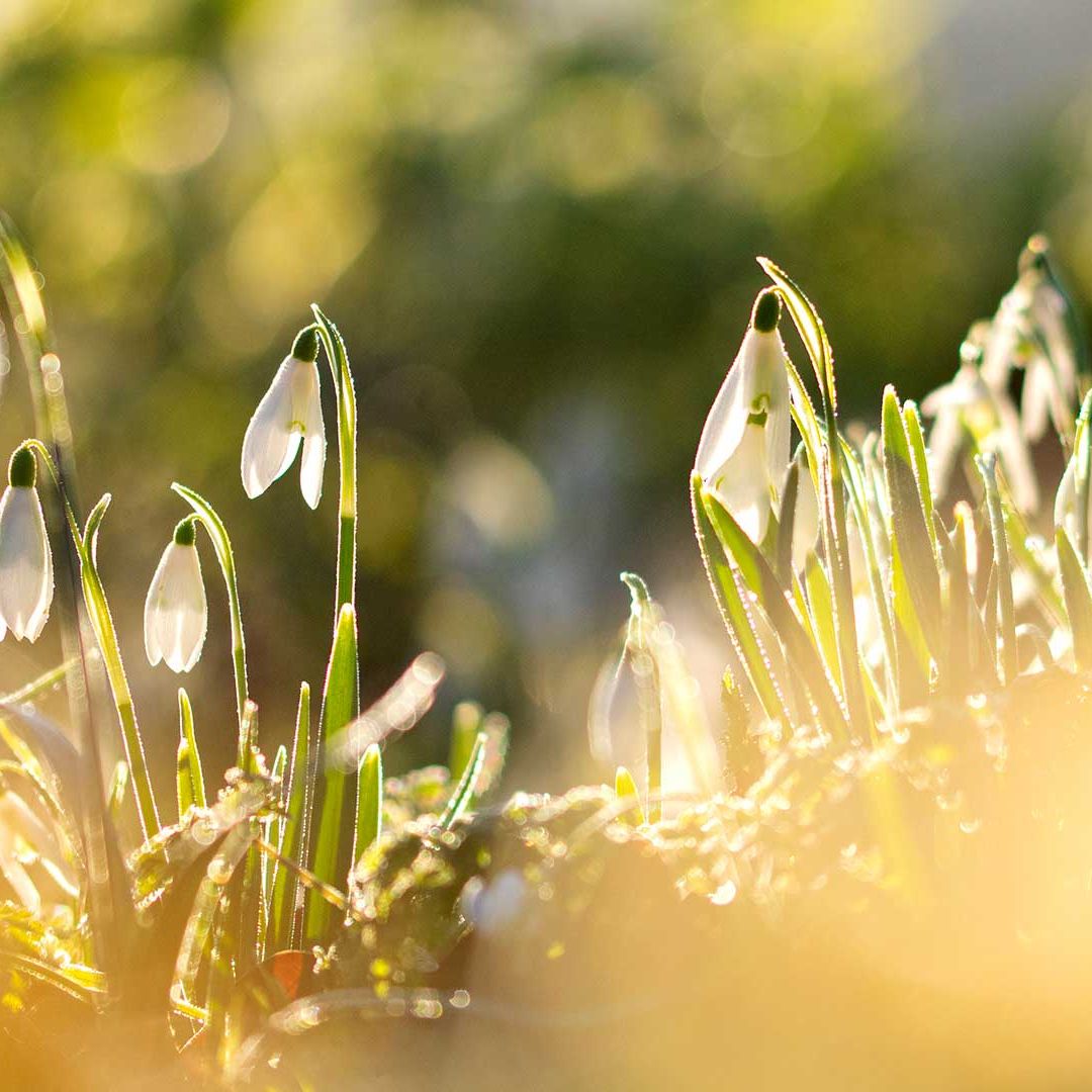 Snowdrops Pictures Spring