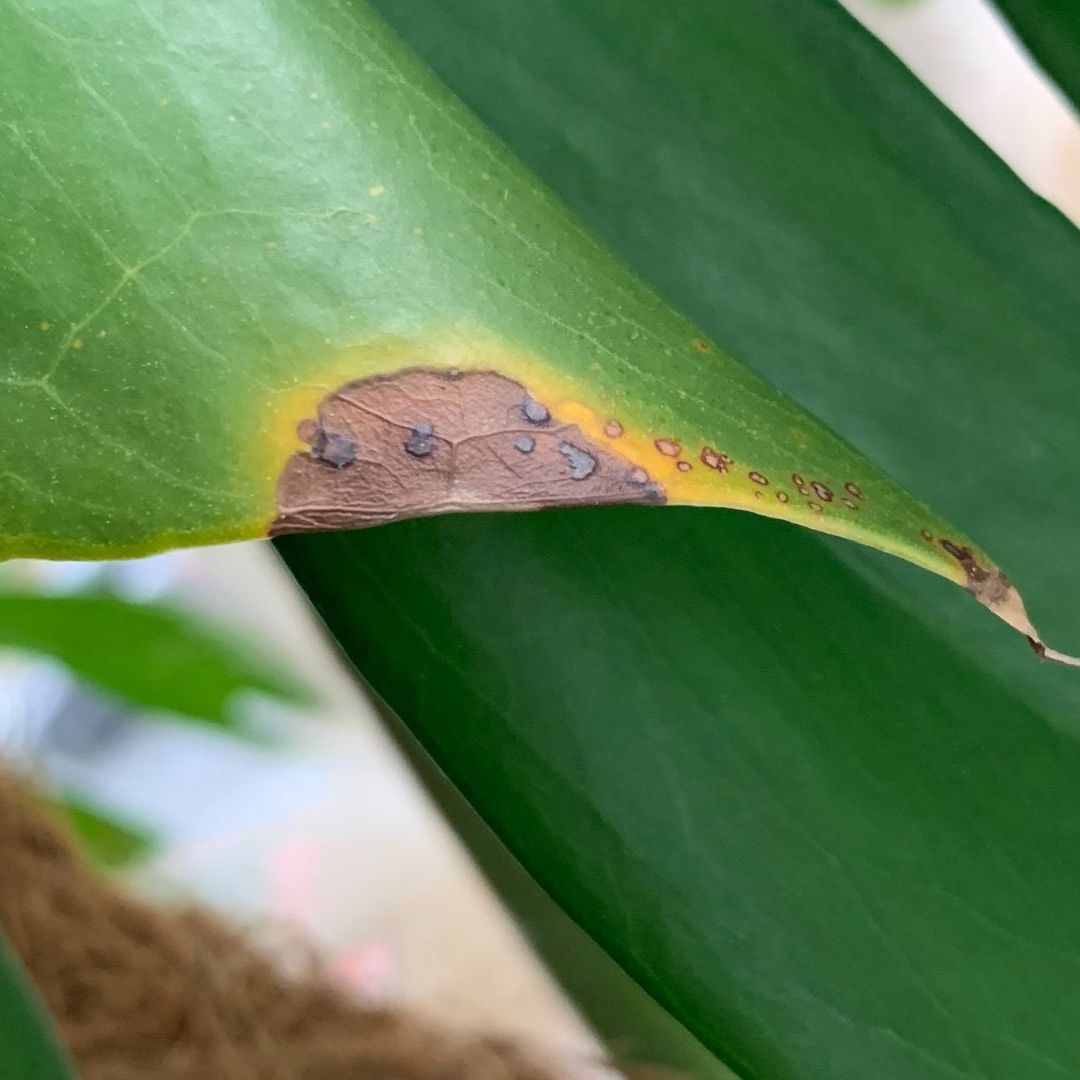 Why are my monstera tips turning brown? Expert advice | Woman & Home
