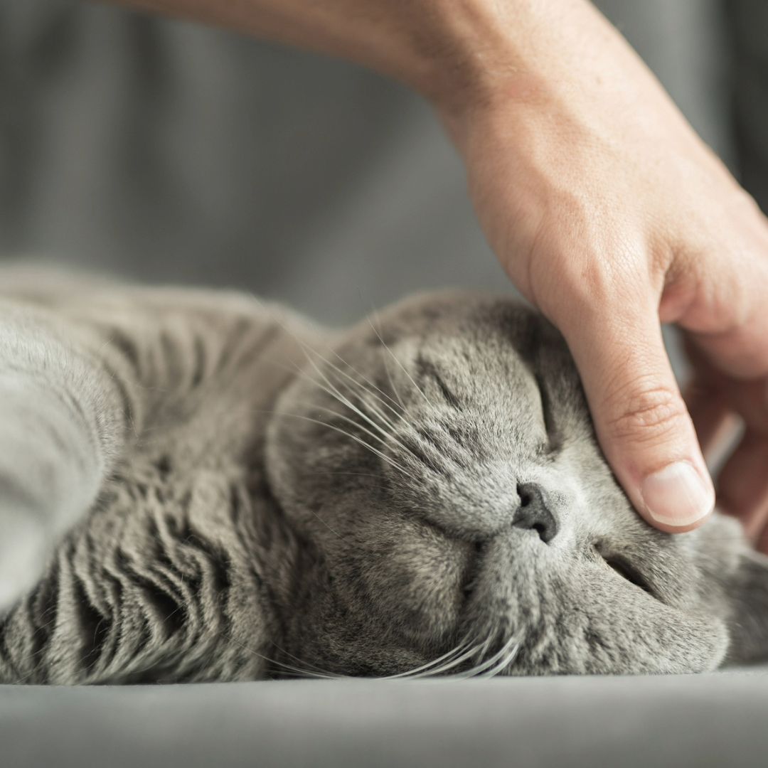 Why does my cat drool when I pet him? An expert explains | PetsRadar