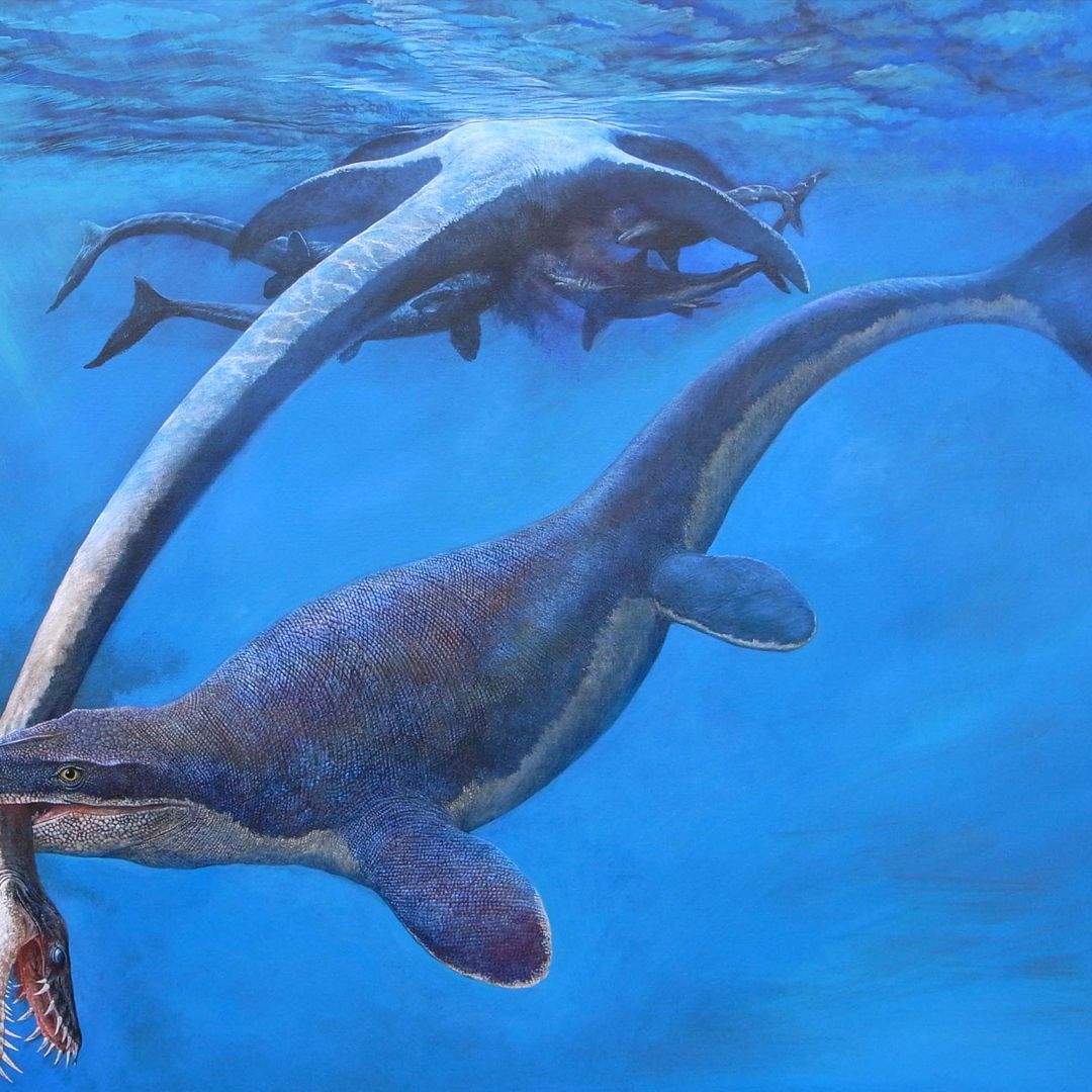 An 18-foot-long sea monster ruled the ancient ocean that once covered  Kansas | Live Science