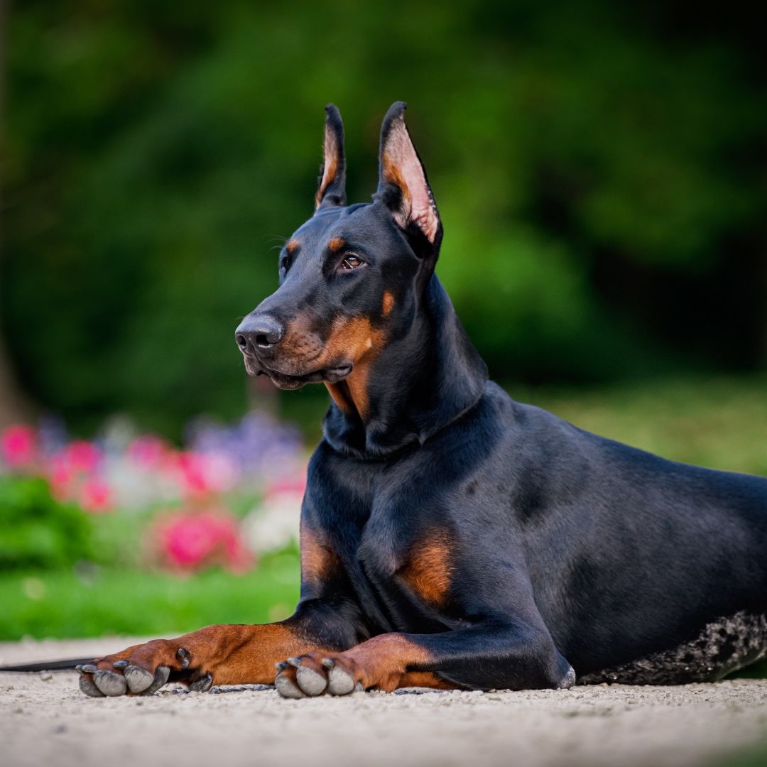 10 surprising Doberman facts | PetsRadar