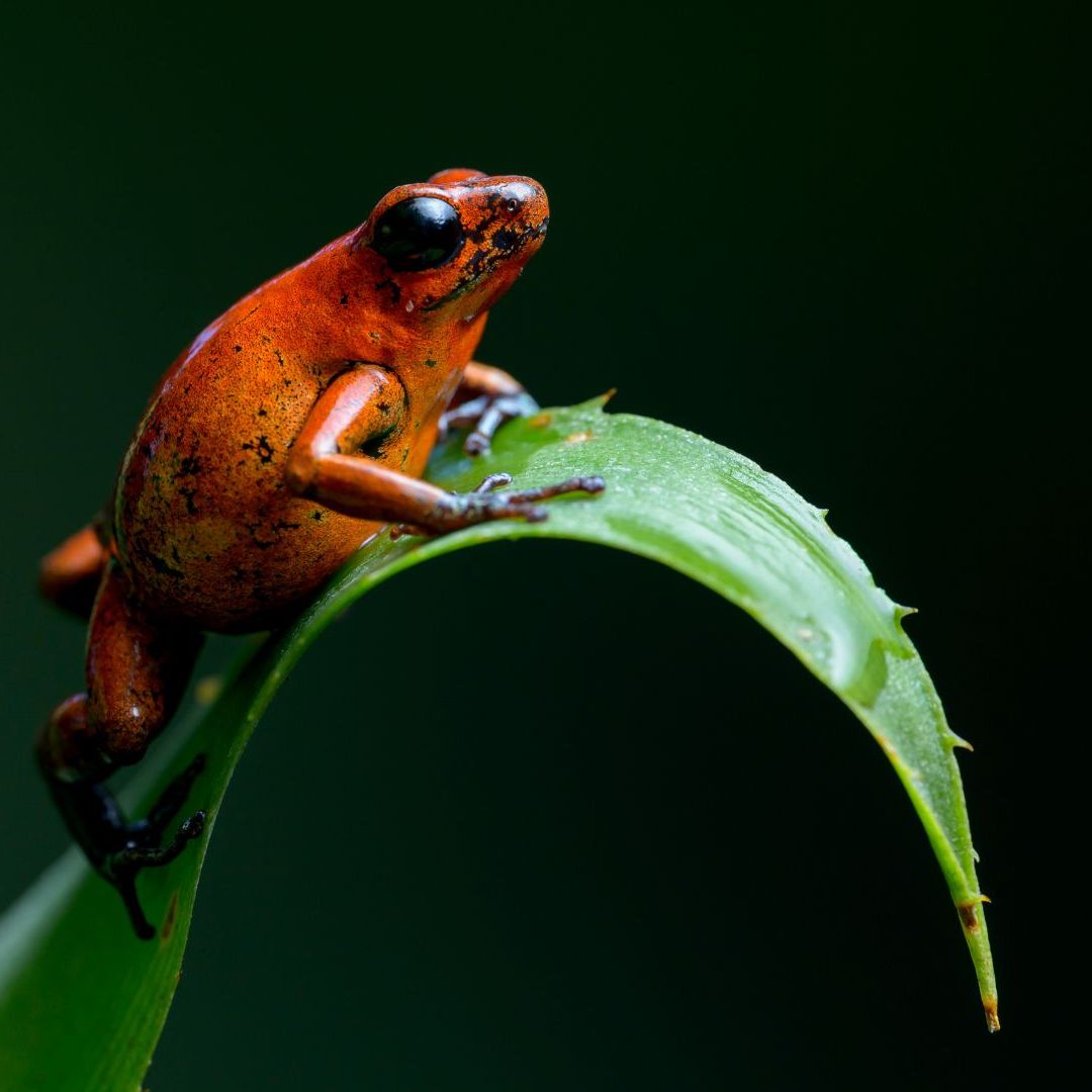 Best Frog to Have As a Pet: Top Easy-to-Care Frogs Revealed