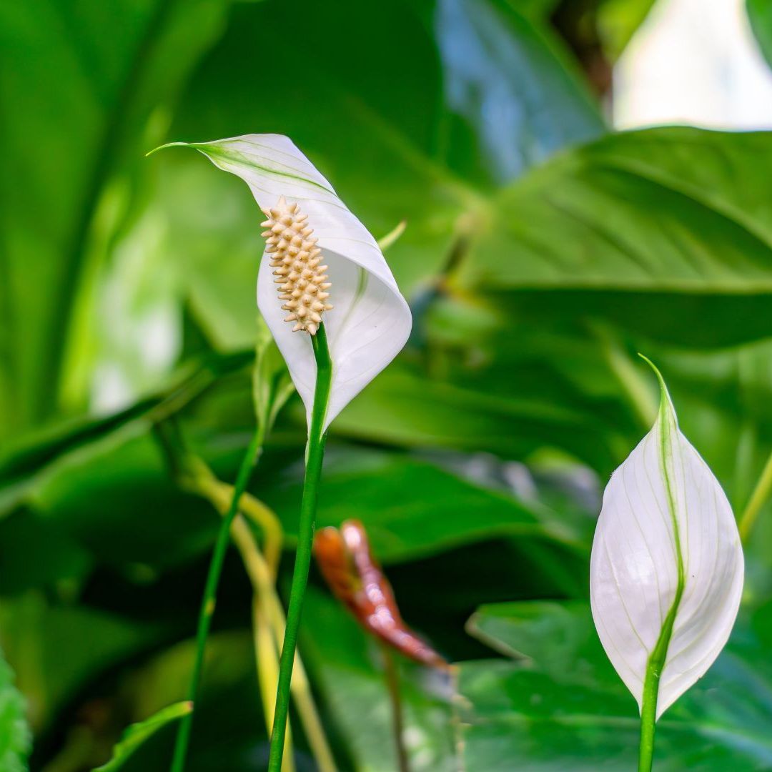 philodendron seeds Philodendron platypetiolatum SEEDS main image 0
