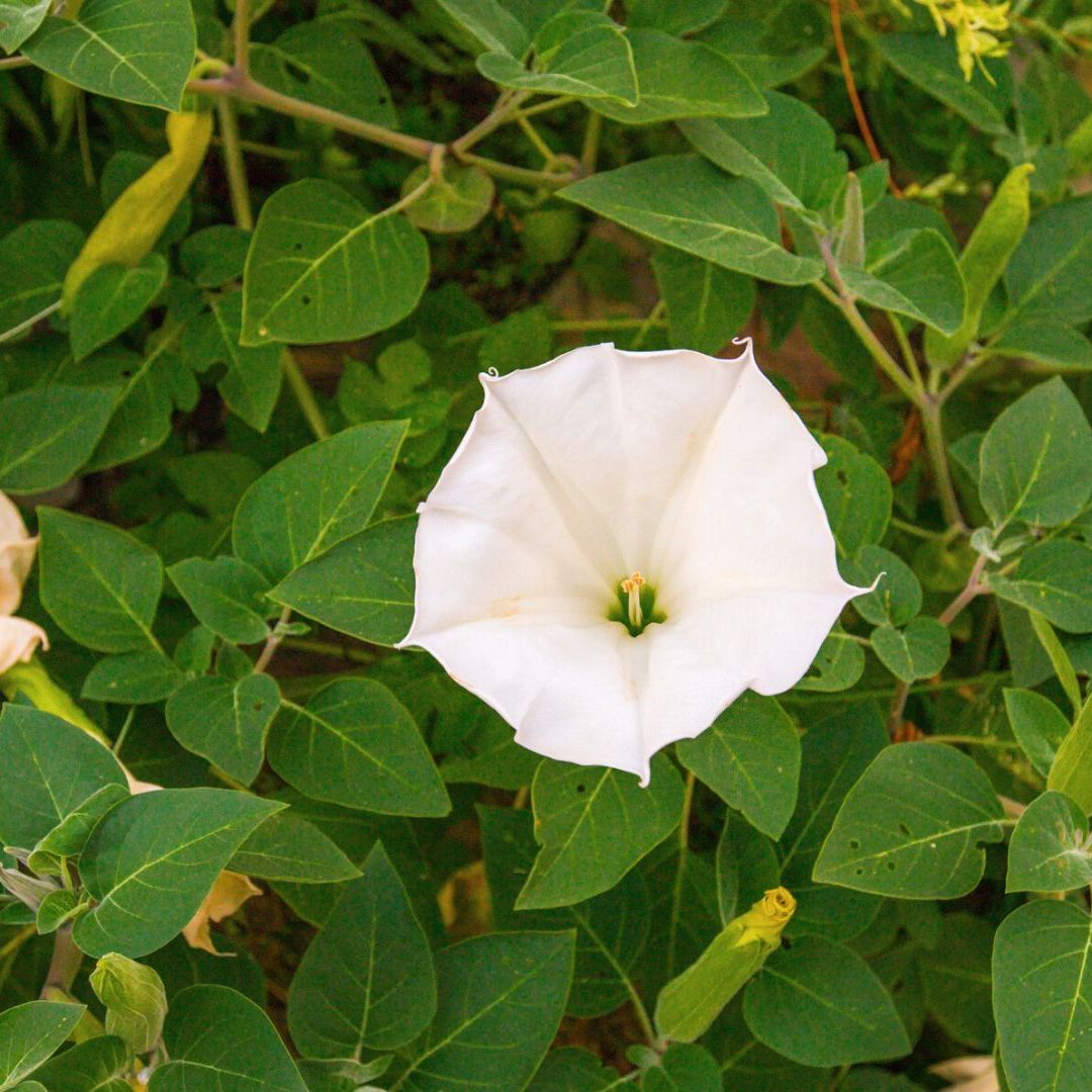 Care For Moonflowers - How To Grow A Moonflower Vine | Gardening Know How