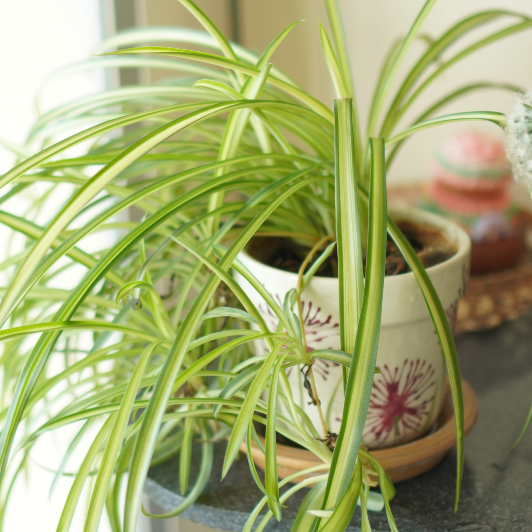 Why is my spider plant turning yellow? Experts reveal all | Woman & Home