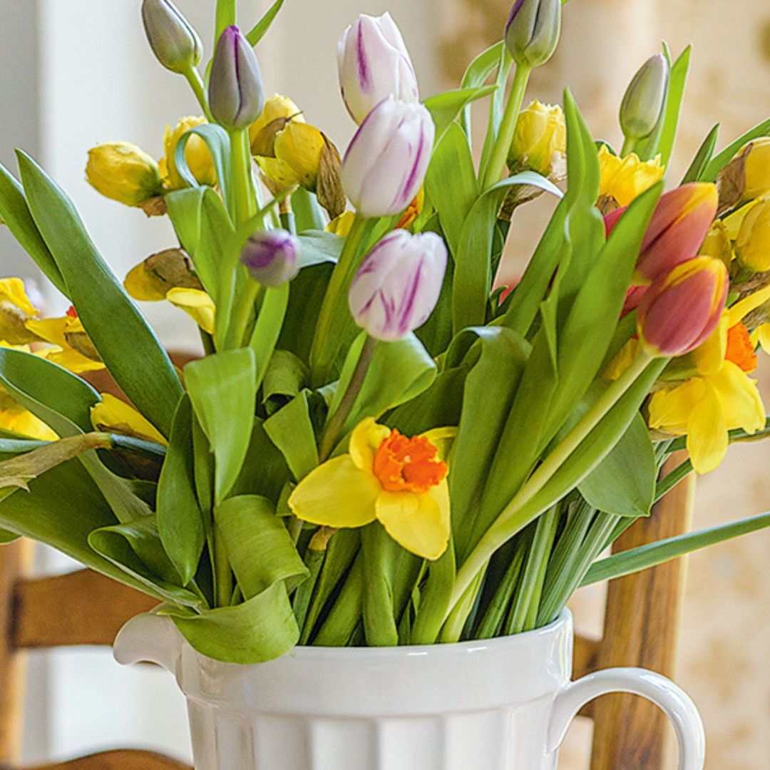 Daffodil Sap Flower Preservation Solution