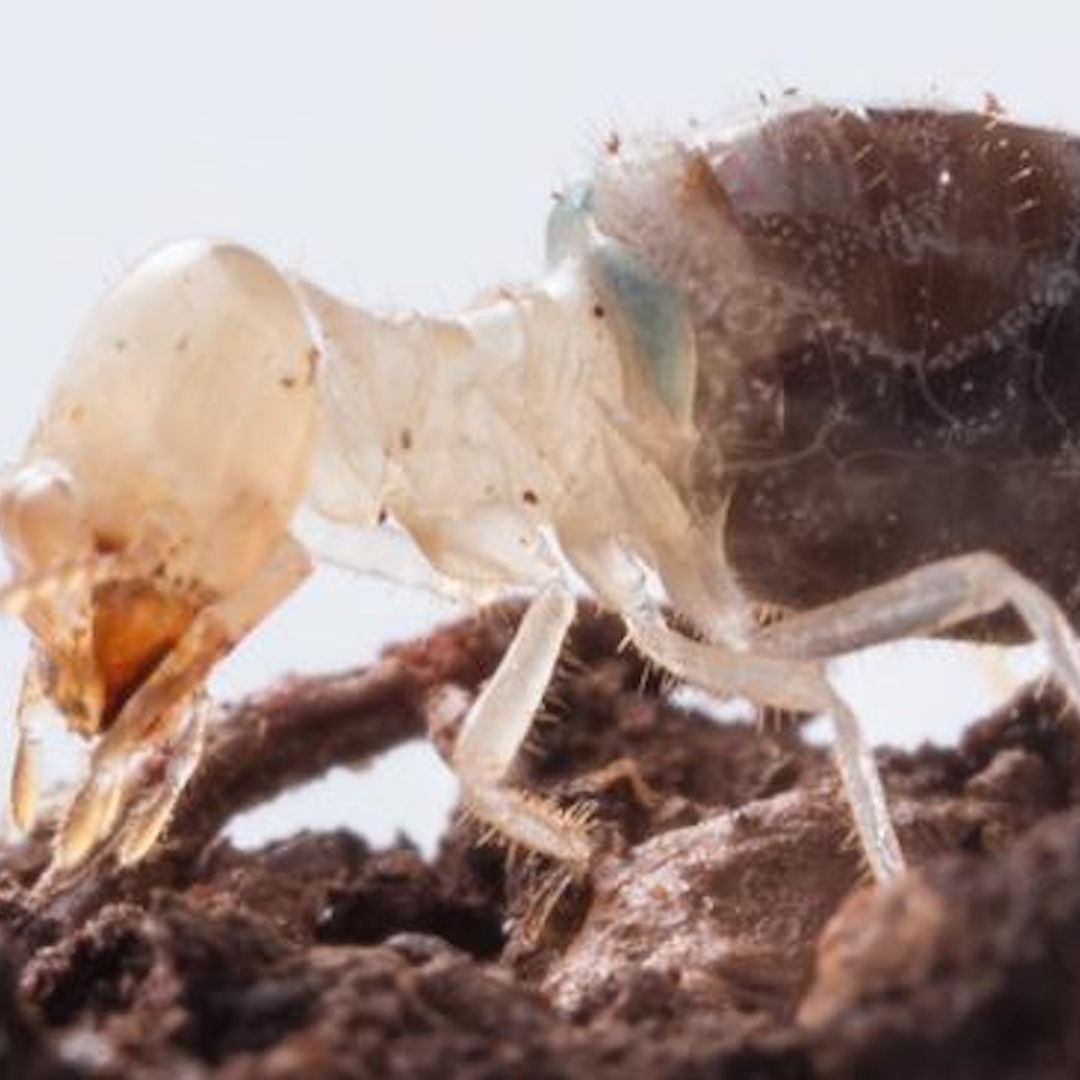 Kamikaze termites blow themselves up with 'explosive' backpacks