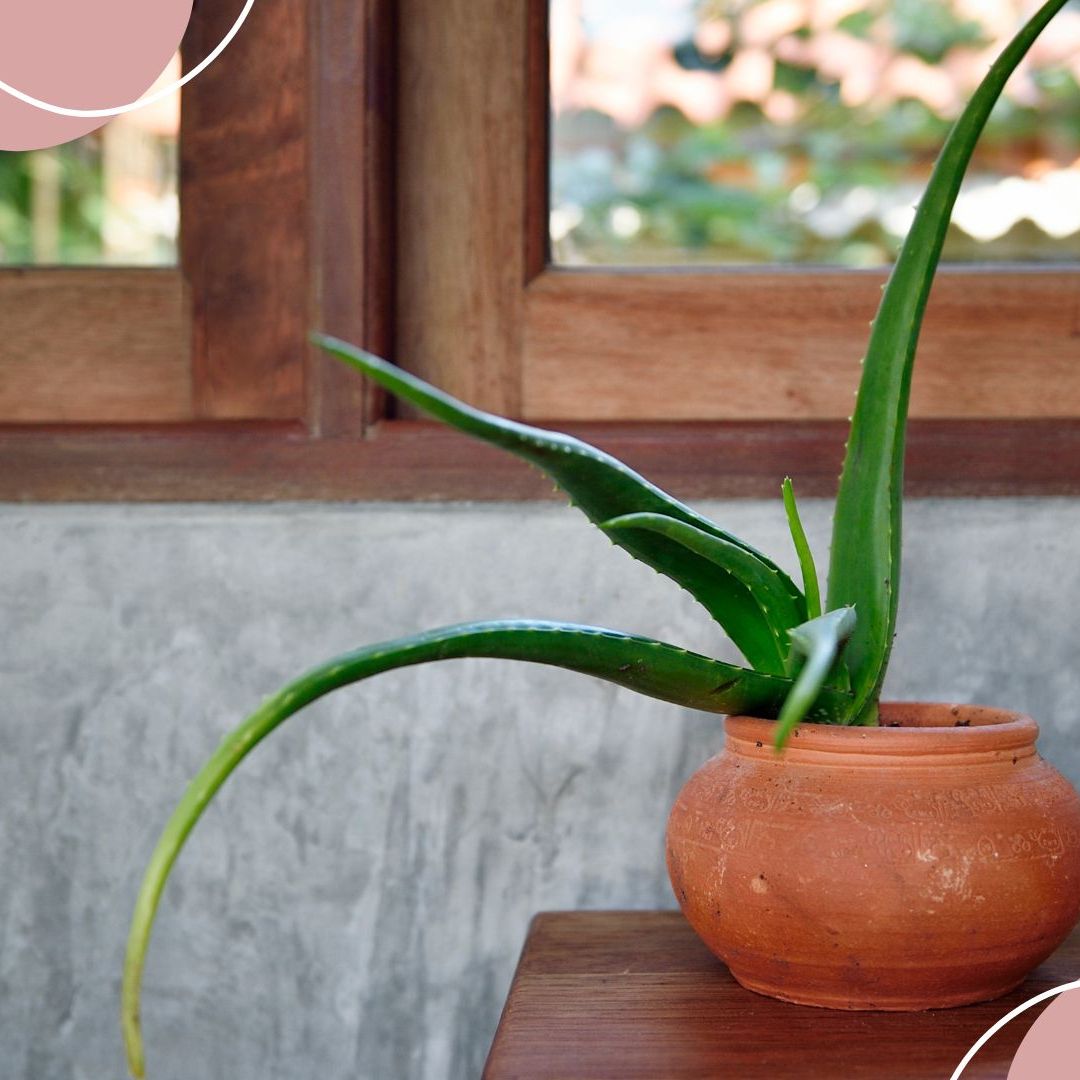 Why is my aloe vera plant drooping? Advice houseplant experts | Woman & Home