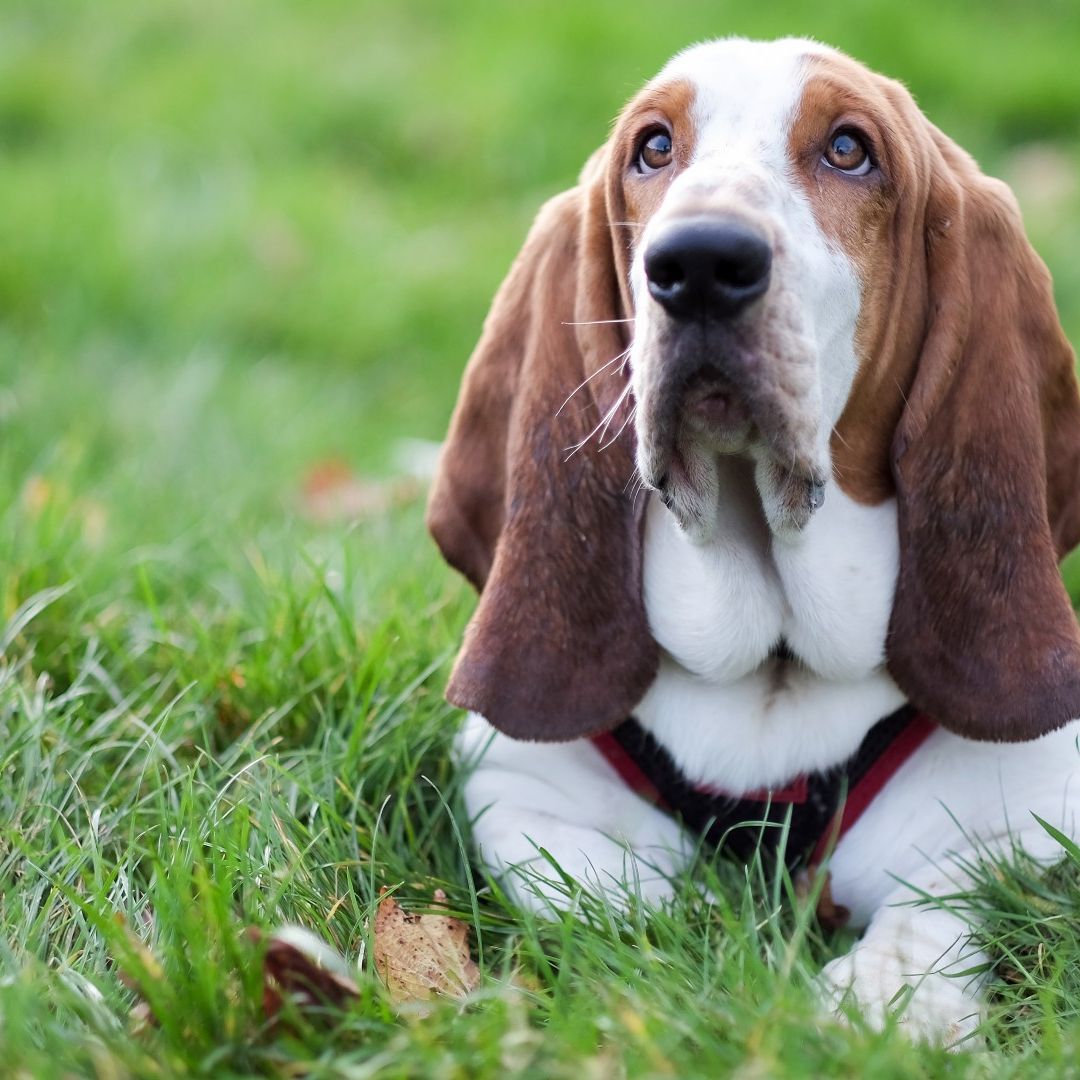 Basset Hound: Breed Profile | PetsRadar