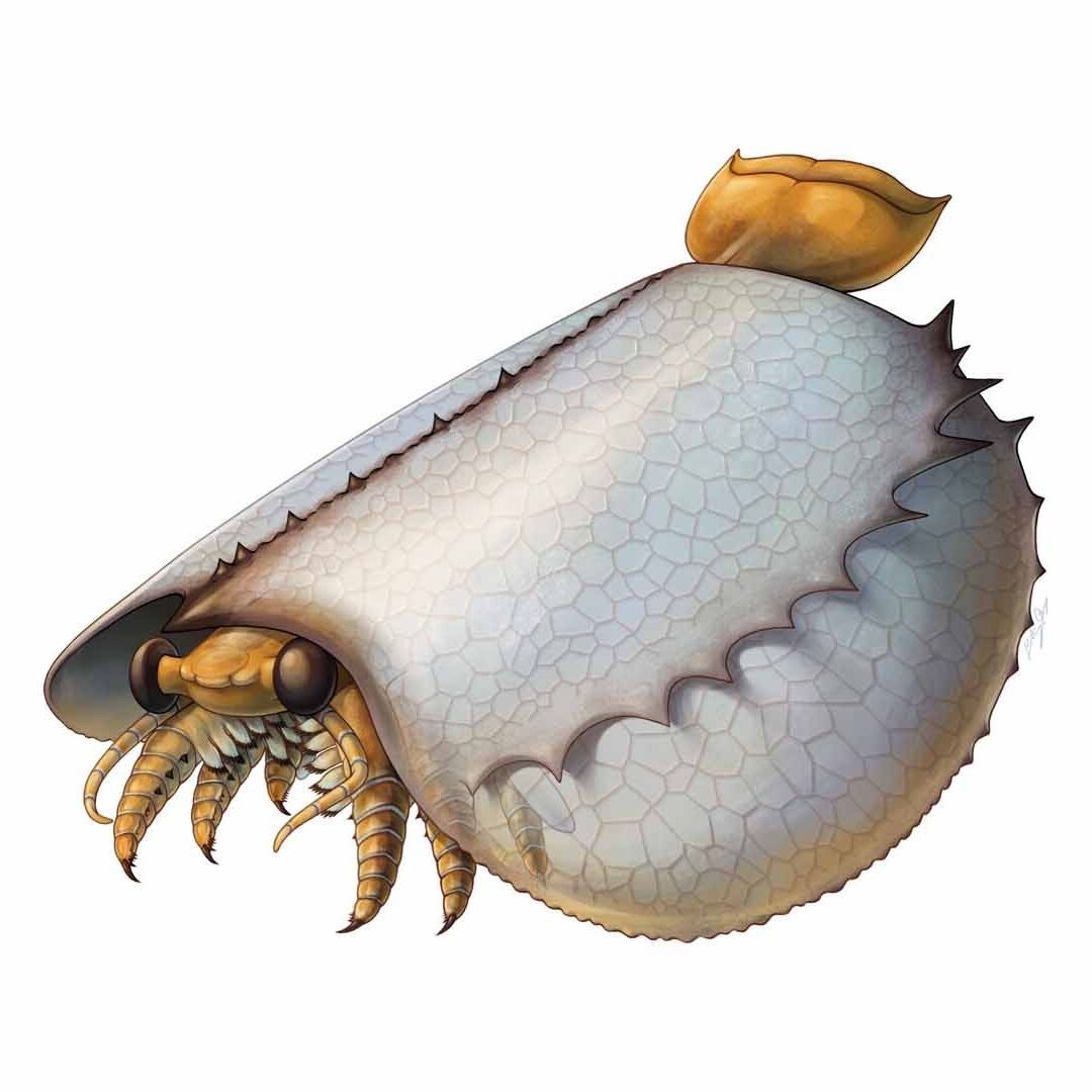 Likeness of Cambrian critter finally revealed, and it looks