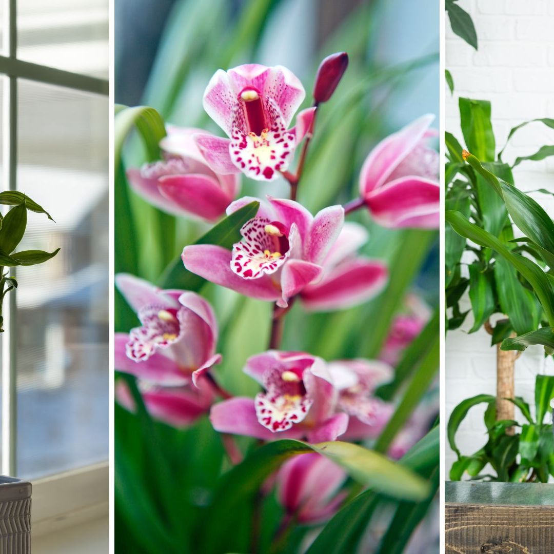 Michelle rabbit onlyfans leaked Horny michelle rabbit with