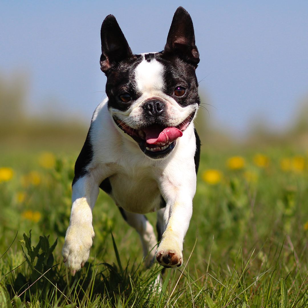 Boston Terrier Meetup