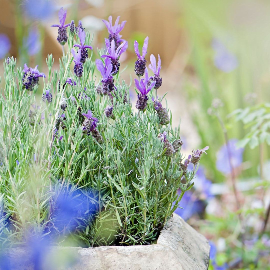 How to Winterize Lavender in 3 Simple Steps | Livingetc