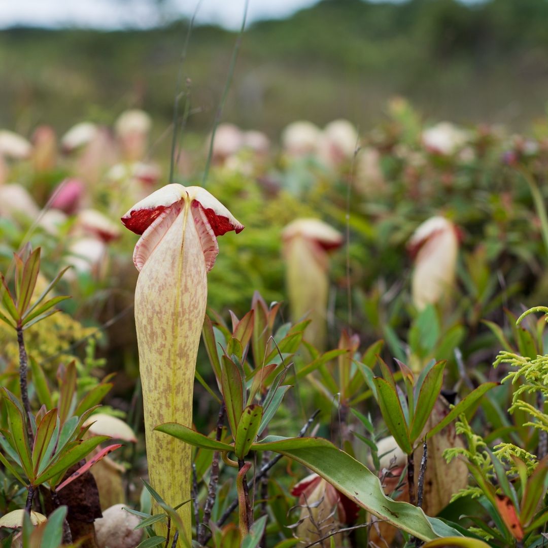 Stop picking carnivorous penis plants, Cambodian environmental officials  plead | Live Science