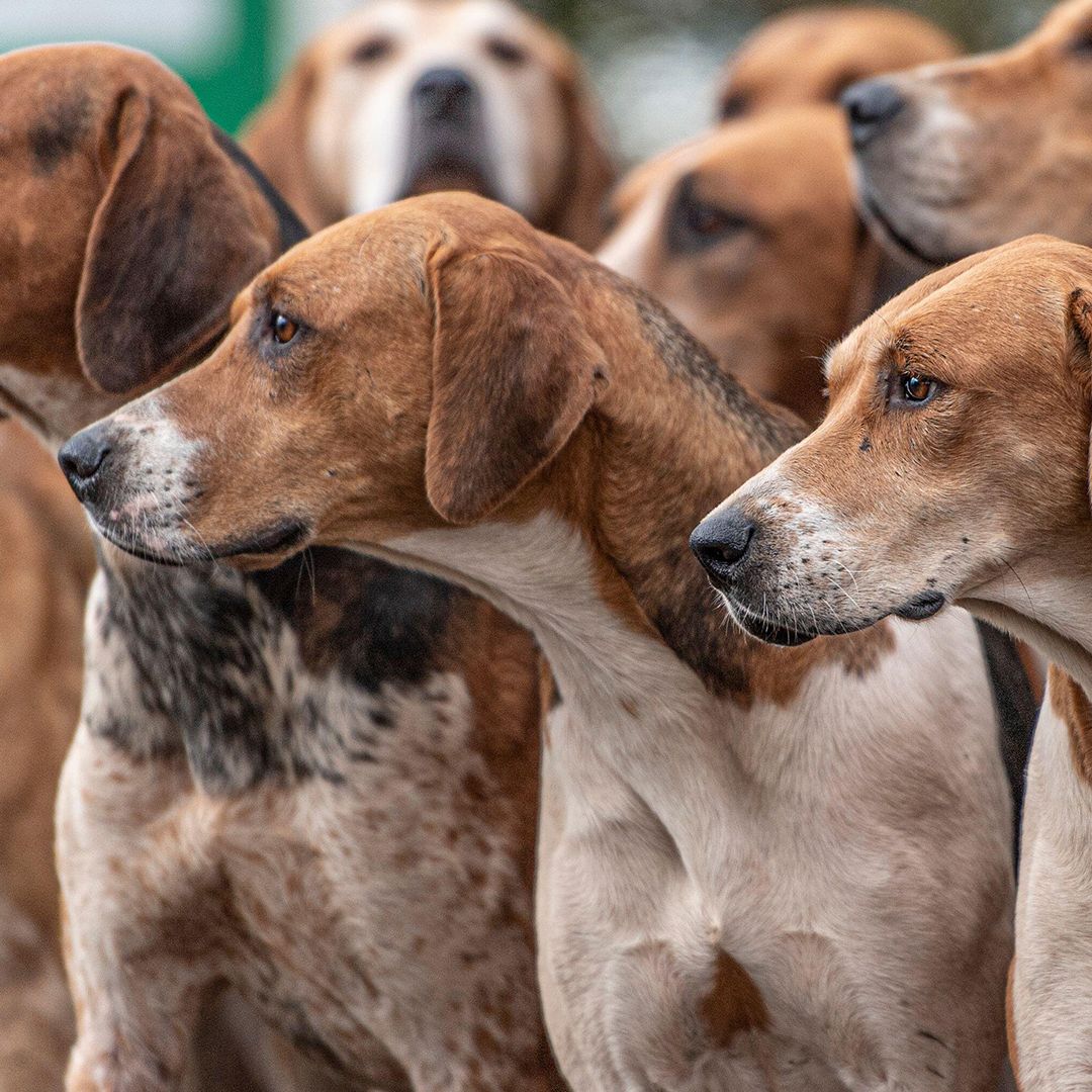 ARB The Best 　 POWER UP! HOUND DOG y9ojHbTUP74oTafNFYbEw4.jpg