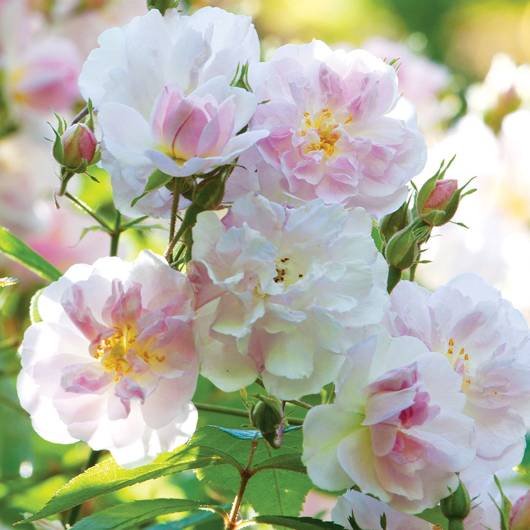 Why Are My Roses Turning Pink