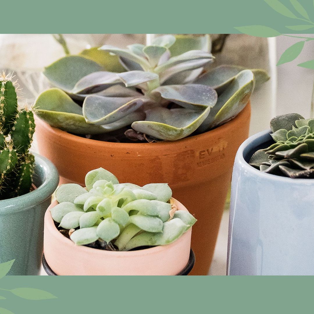 decorative ceramic plant pots 3-Pack Plastic Flower Plant Pots 3