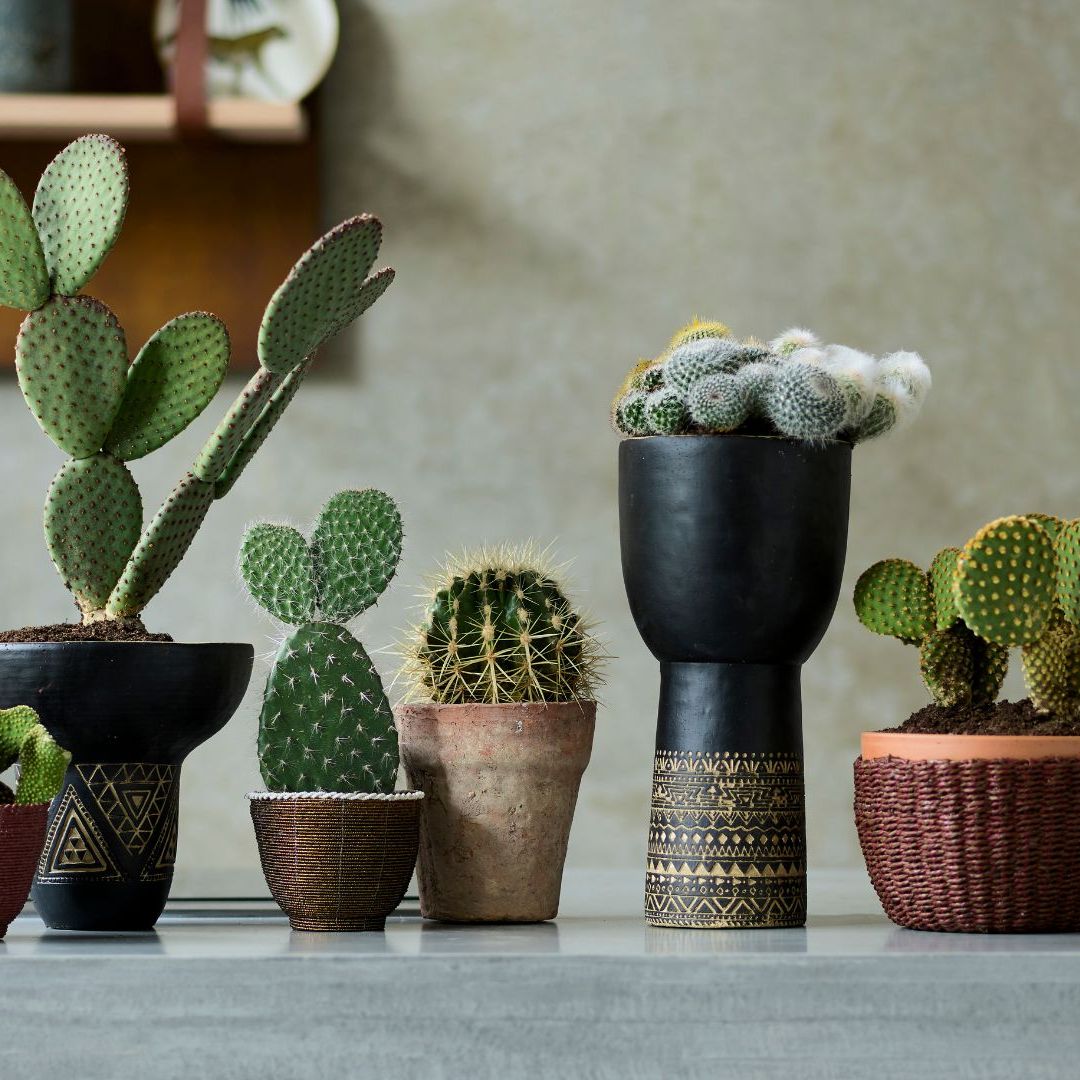 10 Types of Cactus to Grow in Your Home | Livingetc