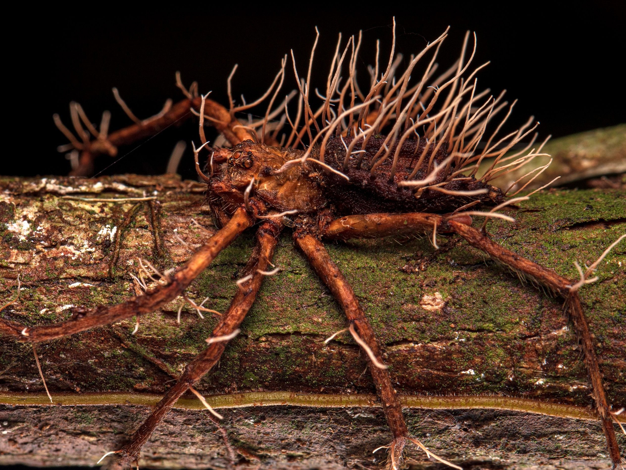 Horrifying photo captures moment parasitic fungus bursts from huge spider's body | Live Science