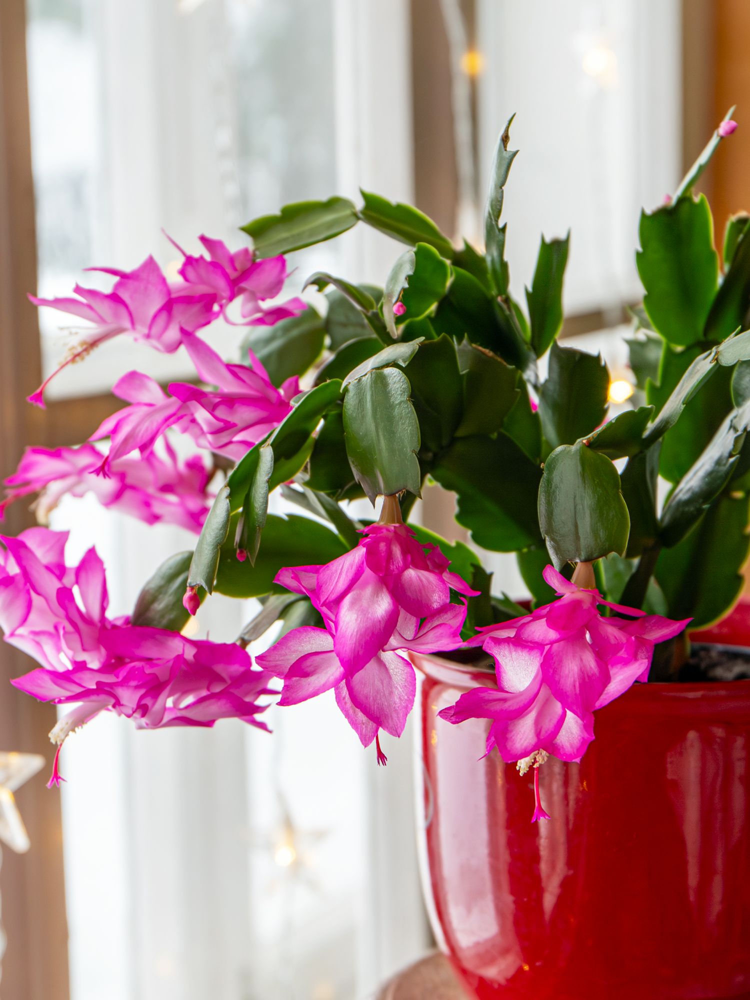 Christmas cactus with snowy landscape seen from window.