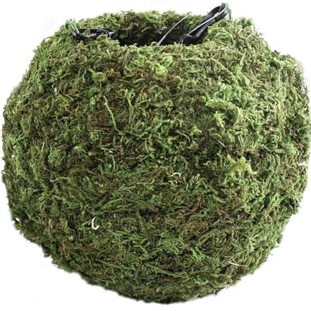 Supermoss (29346) Kokedama Planter, 4", Fresh Green