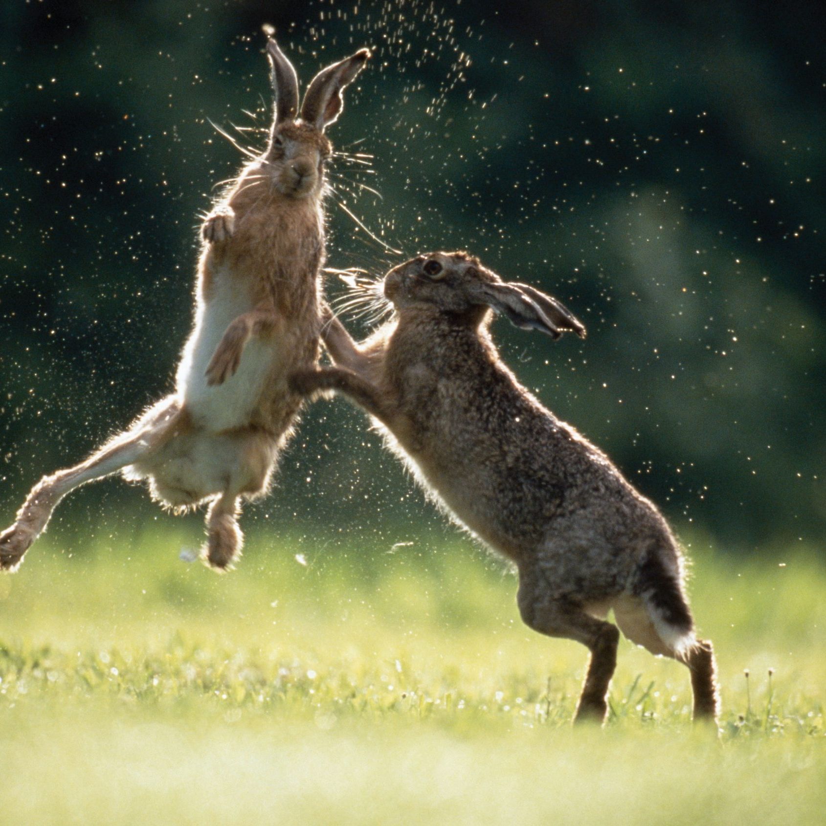 HARE Snowshoe Hare | National Wildlife Federation