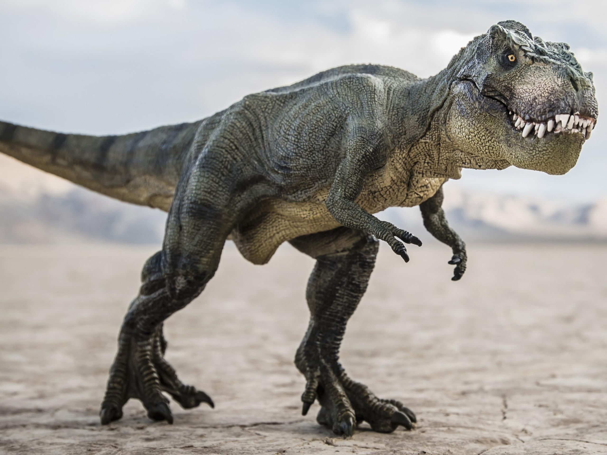 T. rex may have evolved in North America after all, scientists say
