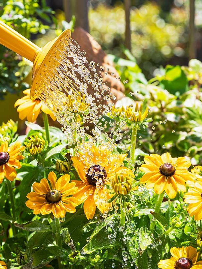 watering rudbeckia and cosmos with yellow watering can
