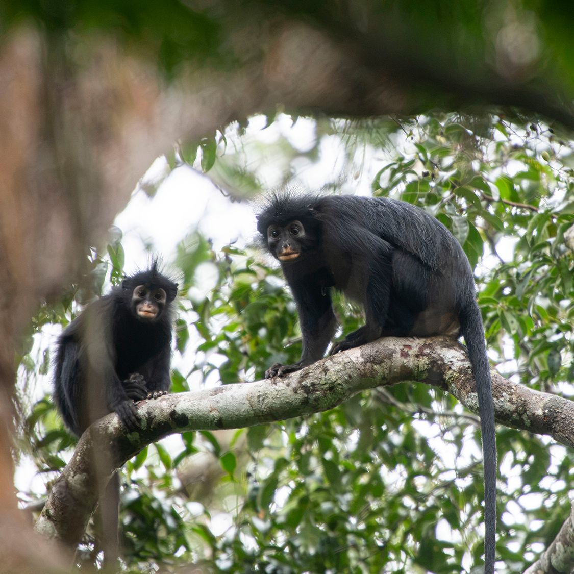 Orange-lipped monkey that roars and snorts deep in Congo rainforest is new  species to science | Live Science