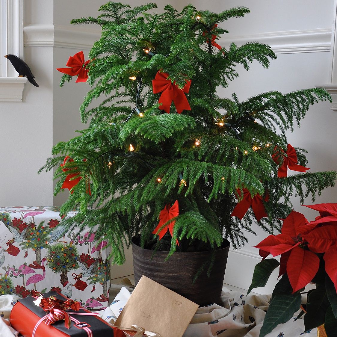 No space for a Christmas tree? Here's 5 alternative houseplants to add  festive cheer | Tom's Guide