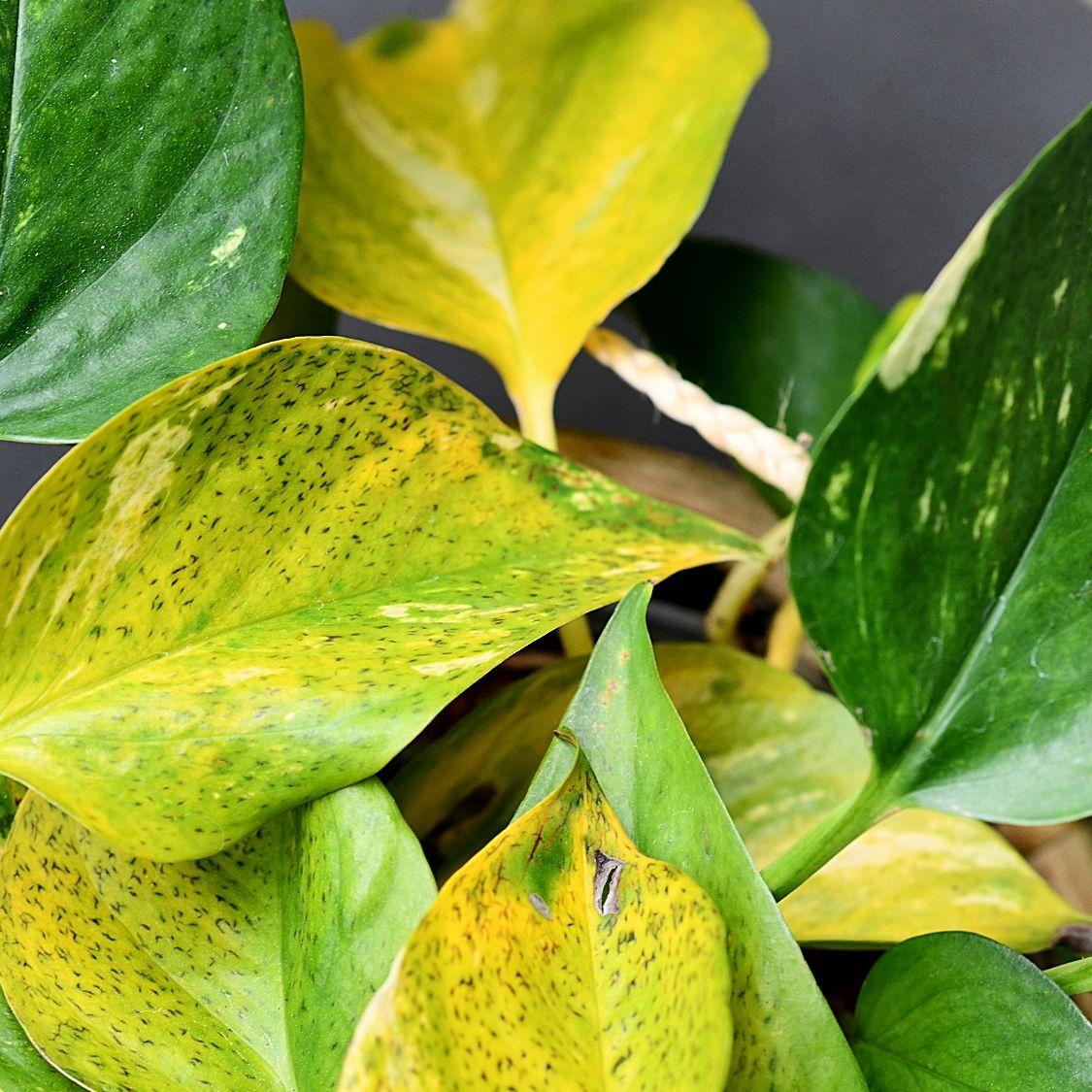 buy snake plant ireland Laurentii main image 1