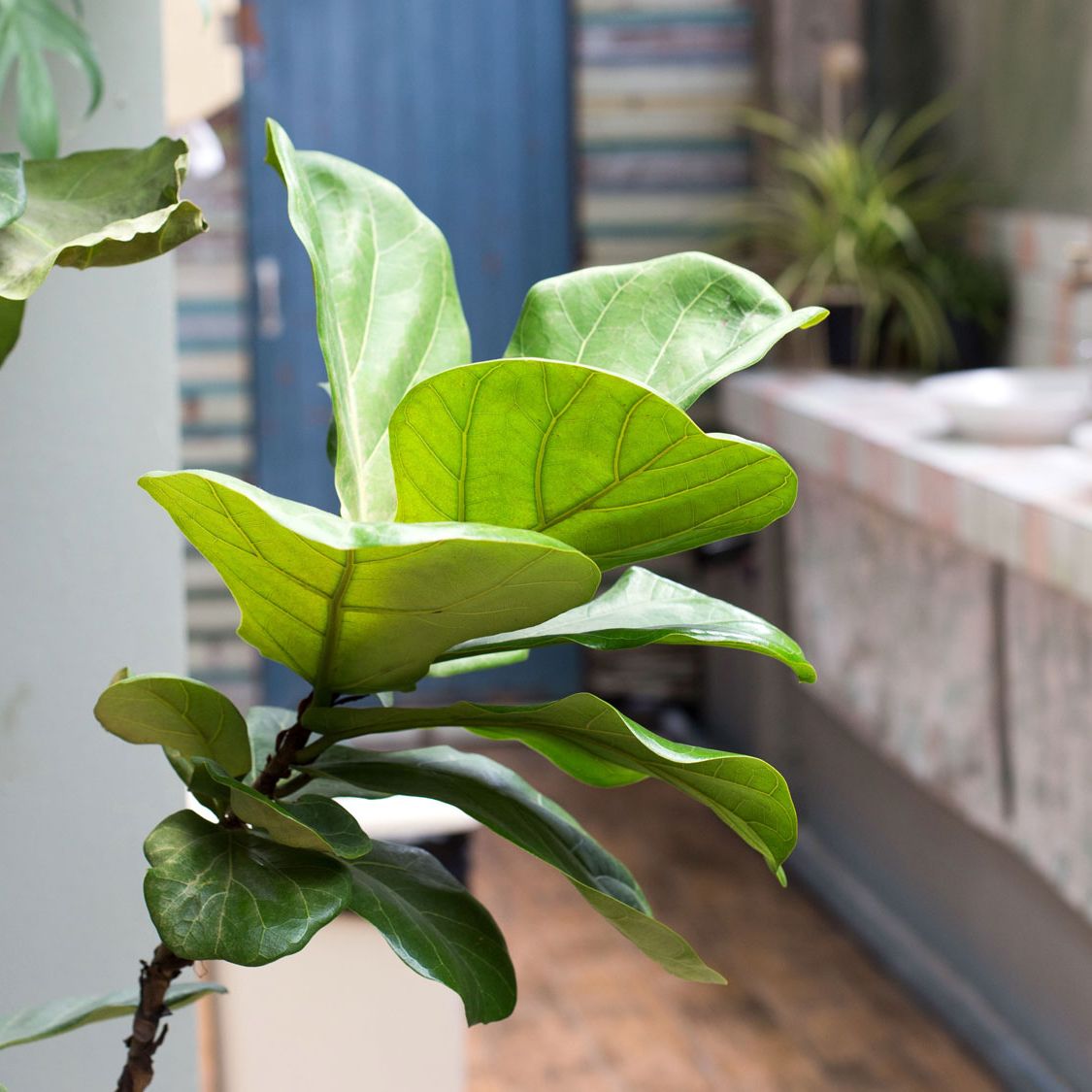 indoor plants on wall Large Indoor Plant Wall Trellis-The Rose – Laurel and Twine main image 0