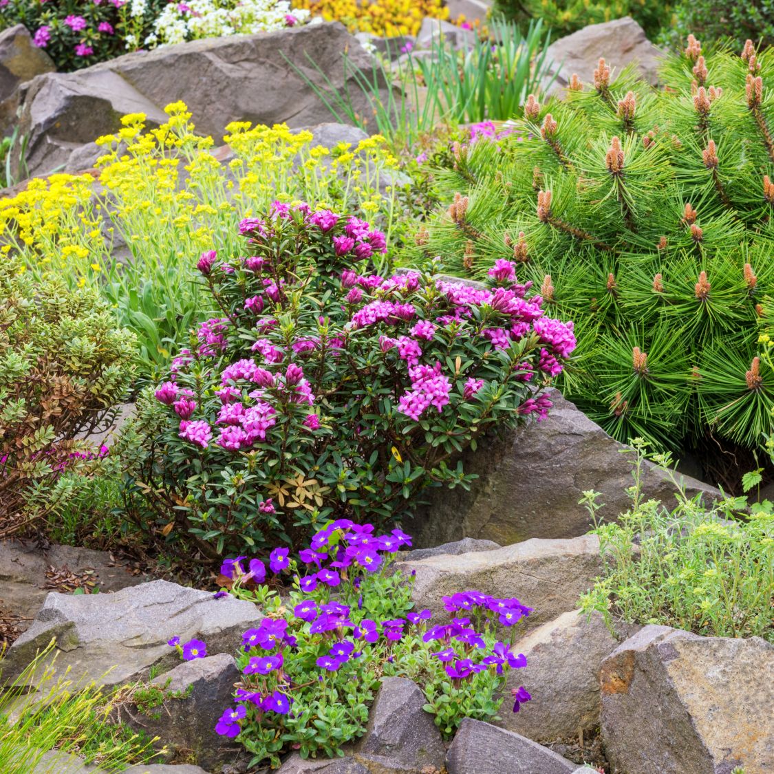 Soil Not Deep Enough? These Shallow-Rooted Plants Can Thrive With Barely  Any Dirt